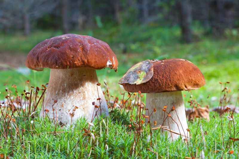 funghi porcini